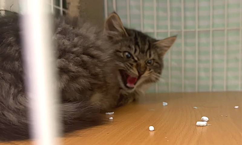 威嚇する子猫