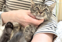 初めて抱っこされた子猫