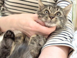 初めて抱っこされた子猫