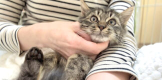 初めて抱っこされた子猫