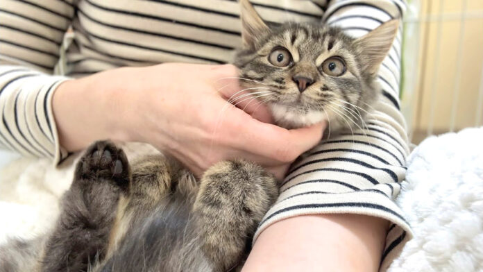 初めて抱っこされた子猫