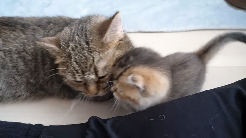 猫の親子