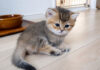 急に凶暴になった母猫にビックリした子猫