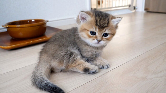 急に凶暴になった母猫にビックリした子猫