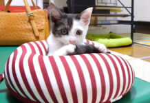 枕を占領した子猫