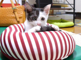 枕を占領した子猫