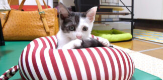 枕を占領した子猫