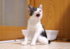 おねだりする子猫