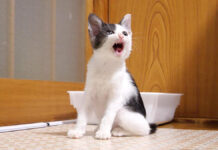 おねだりする子猫