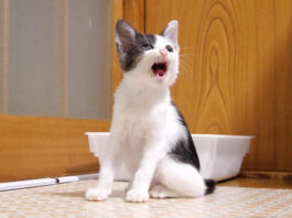 おねだりする子猫