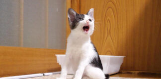 おねだりする子猫