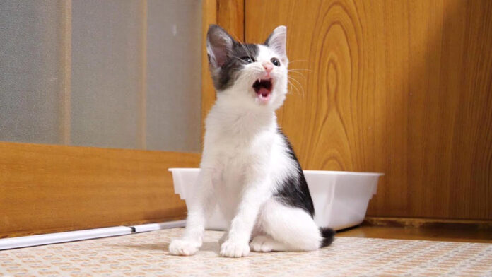 おねだりする子猫
