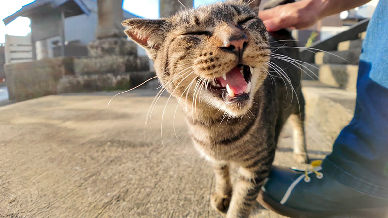 挨拶する猫