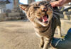 港町の神社に住んでいる猫
