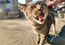 港町の神社に住んでいる猫