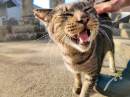 港町の神社に住んでいる猫