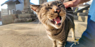 港町の神社に住んでいる猫