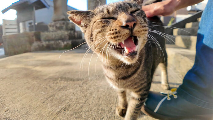 港町の神社に住んでいる猫