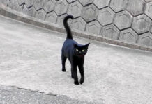 港まで送ってくれた猫