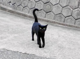 港まで送ってくれた猫