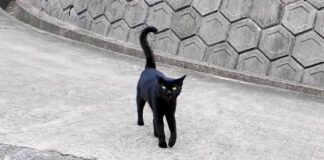 港まで送ってくれた猫