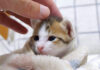 撫でられる子猫