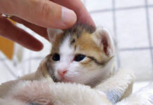 撫でられる子猫
