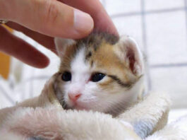 撫でられる子猫