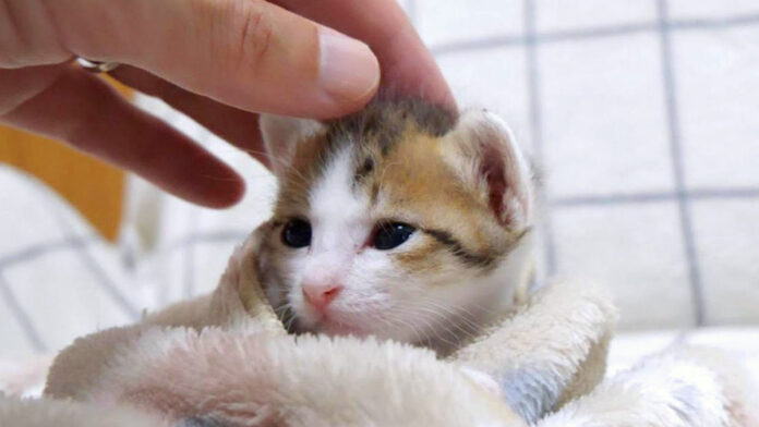 撫でられる子猫