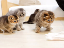 モップに敵意剥き出しの子猫