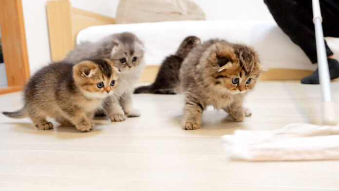 モップに敵意剥き出しの子猫