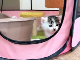 目を覚ました子猫