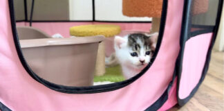 目を覚ました子猫