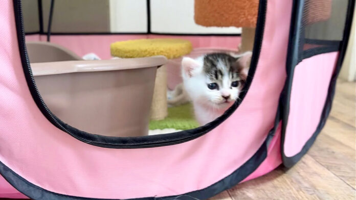 目を覚ました子猫