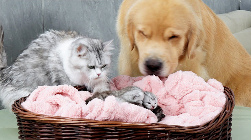 子育てをする犬と猫