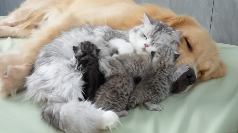 子猫達に寄り添う犬と猫