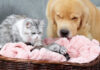 一緒に子育てする犬と猫
