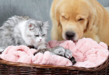 一緒に子育てする犬と猫