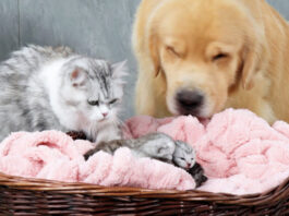 一緒に子育てする犬と猫