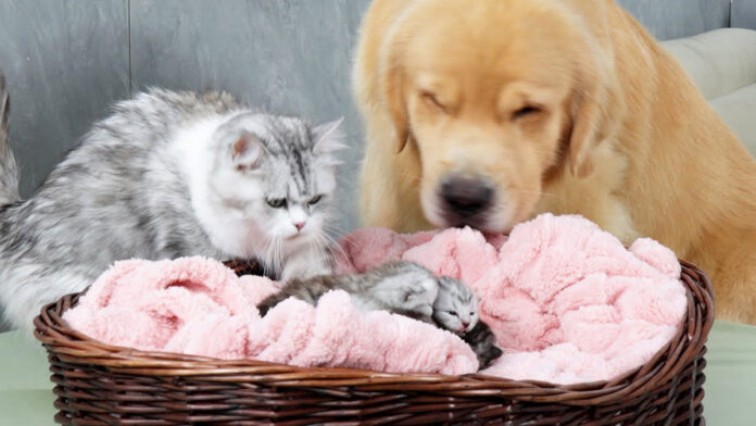 一緒に子育てする犬と猫