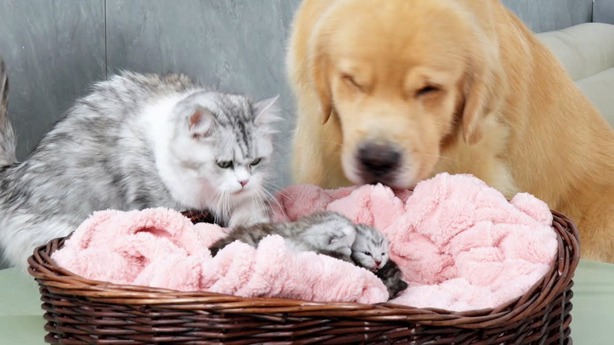 一緒に子育てする犬と猫