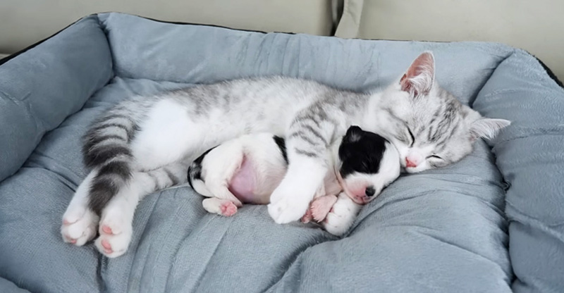 子犬を寝かしつける子猫