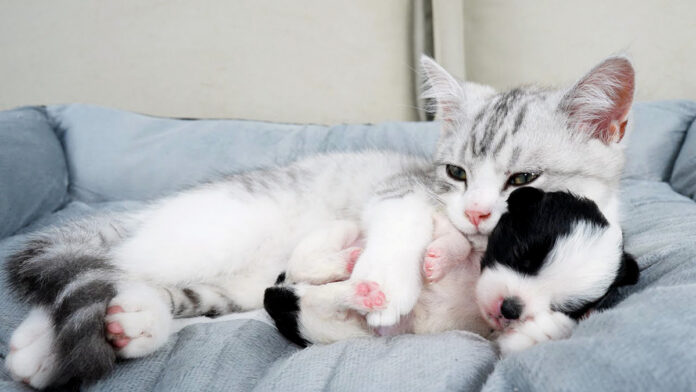 子犬を寝かしつける子猫