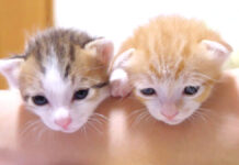 仲良く並んでご挨拶する子猫