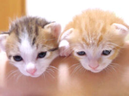 仲良く並んでご挨拶する子猫