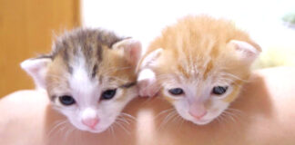 仲良く並んでご挨拶する子猫