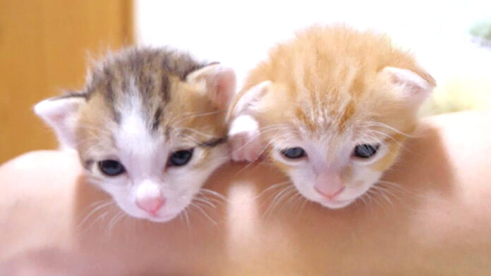 仲良く並んでご挨拶する子猫