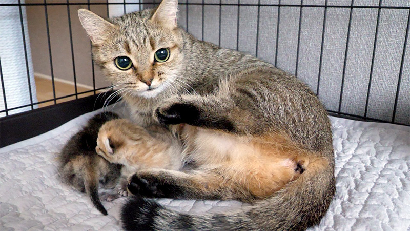 猫の親子