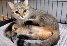 子猫が鳴くとすぐに駆けつける母猫の姿に温かい愛情を感じる (*´ェ`*)♡ 子猫が鳴くと駆けつける母猫