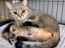 子猫が鳴くと駆けつける母猫